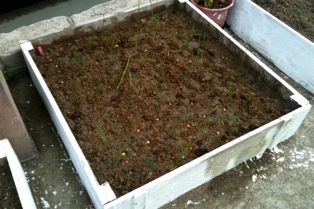 Bostanistas junior από τα Χανιά