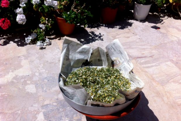 Χαμομήλι το ευεργετικό