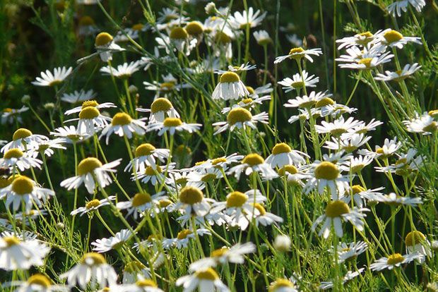 Χαμομήλι, το θαυματουργό