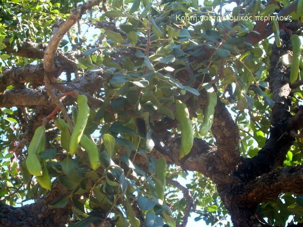 Χαρουπόμελο από σπίτι – αξίζει τον κόπο!