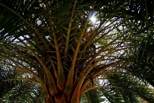 Έχεις φοίνικα; Καλό κουράγιο!