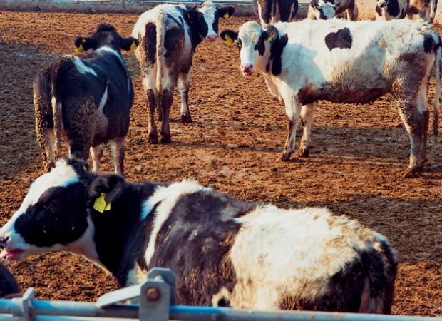 «Όχι στην αρπαχτή»