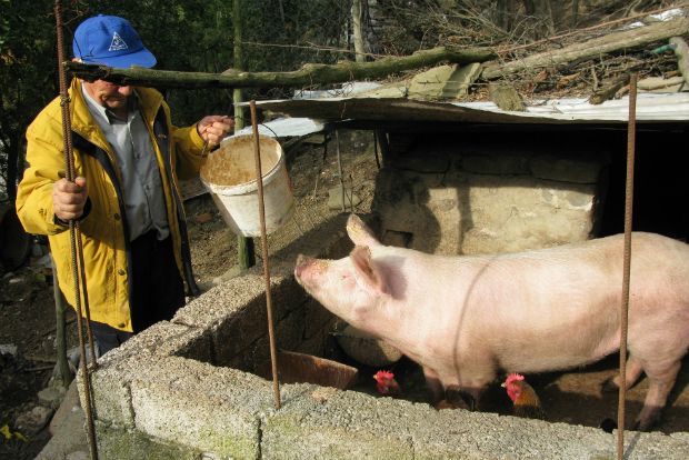 Χοιροσφάγια στα ορεινά: «και του χρόνου τρανύτερο!»