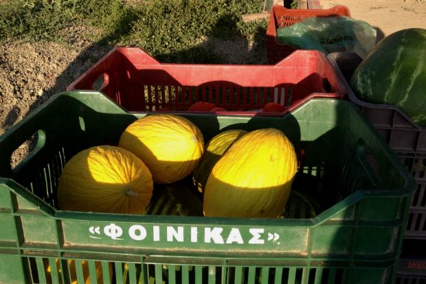 Χουδέτσι Ηρακλείου: εδώ τα καλύτερα πεπόνια