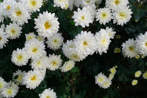 Χρυσάνθεμα στον κήπο και το μπαλκόνι