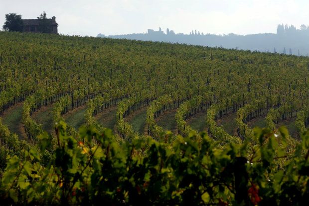 ΔΕΛΤΙΟ ΤΡΥΓΟΥ 2017: Τρύγος φτωχός, ποιοτικός και ακριβός