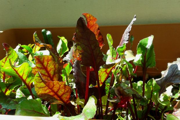 Δεν είναι μόνο για βραστά τα παντζαρόφυλλα