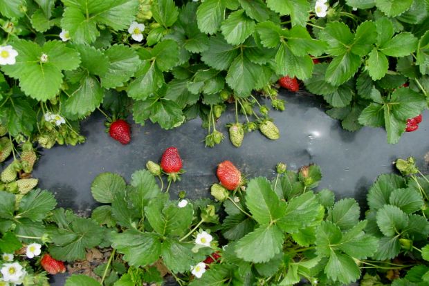 Δεν είναι όλη η Ελλάδα Μανωλάδα