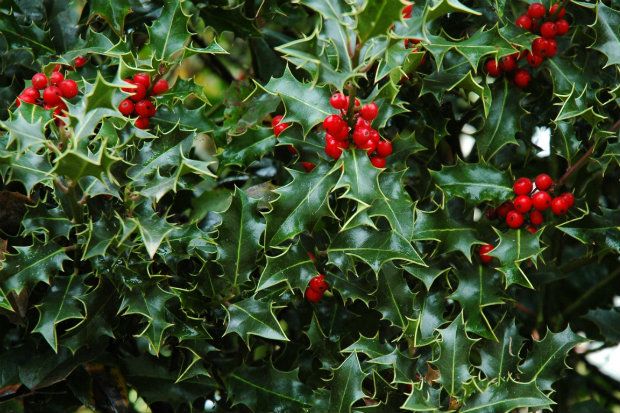 Δεν θέλω γκι, θέλω ου!