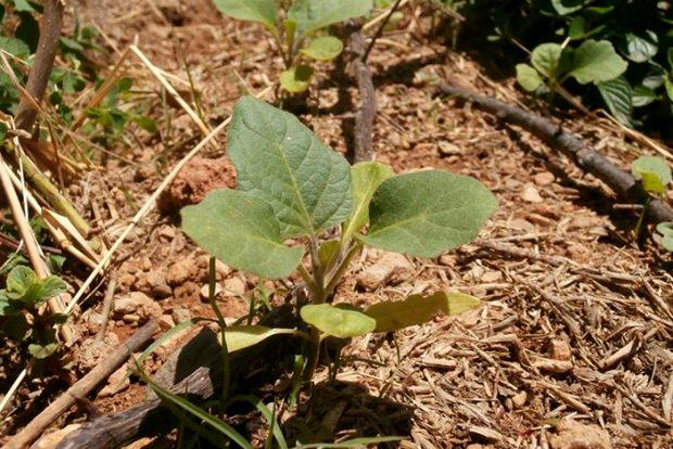 Διαλέγω φυτά για την καλοκαιρινή σπορά