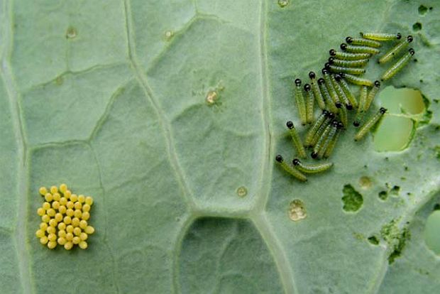 Διάσημες κυρίες στον κήπο μου