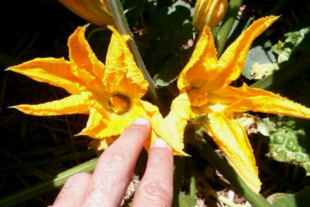 Διατηρούμε τις ποικιλίες της κολοκυθιάς