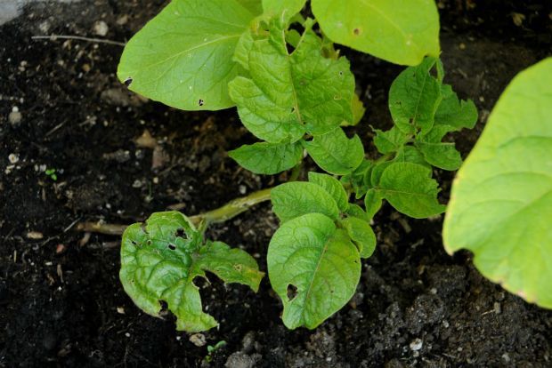 Διώχνω σαλιγκάρια και έντομα από τα φυτά