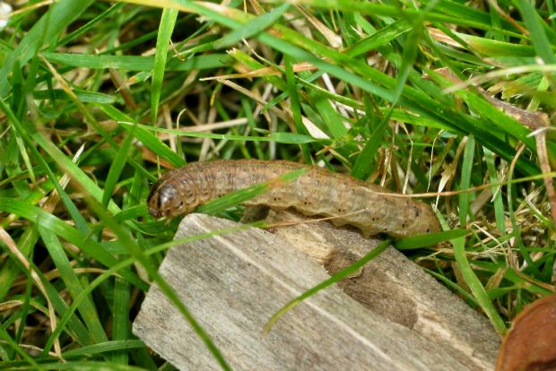 Διώξτε την κάμπια απ’ το γρασίδι