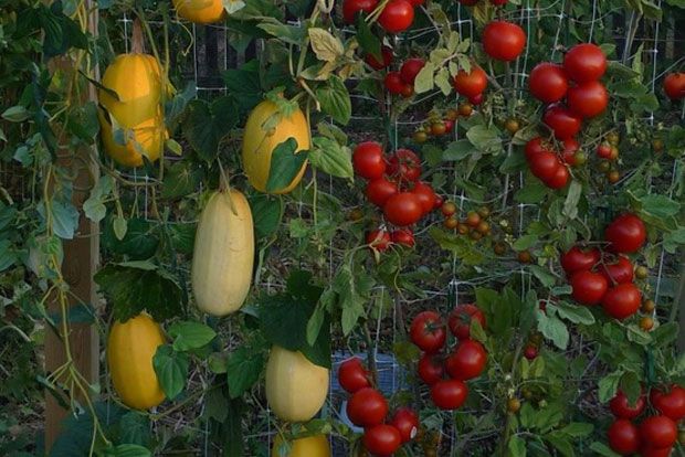 Dum spiro σπείρω