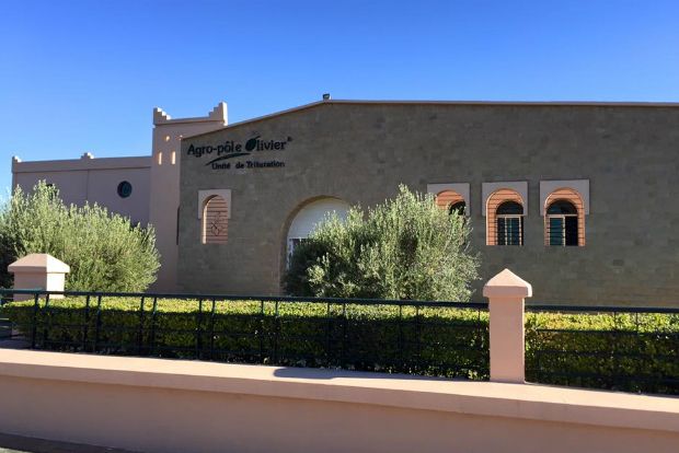 Ελαιόλαδο: όσα μας έμαθε το Μαρόκο