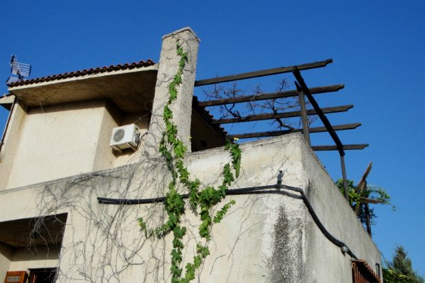 Ελλύφη η αιγυπτιακή: σφουγγάρι απ’ το χώμα