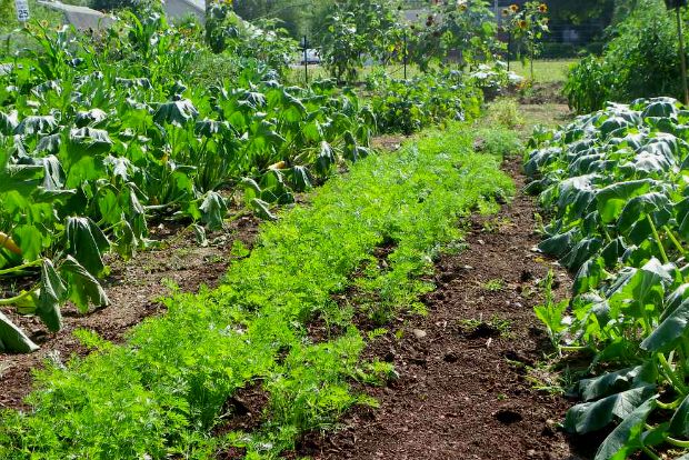 «Επίμονοι κηπουροί» οι Θεσσαλονικείς
