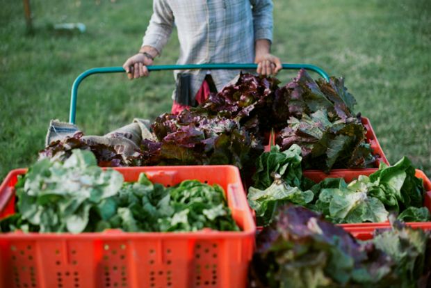 Επιστροφή στα χωράφια. Εύκολο;