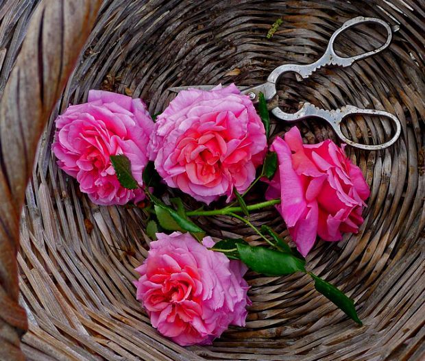 Επιτέλους, γλυκό τριαντάφυλλο