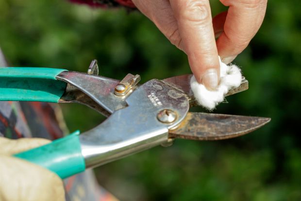 Ετοιμαστείτε για κλάδεμα: τριανταφυλλιές
