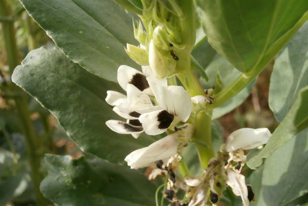 Ετοιμάζω το μποστάνι για το καλοκαίρι