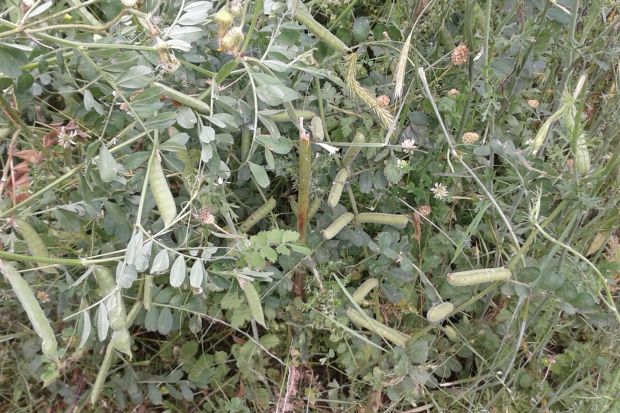 Φασολάκια γιαχνί απ’ το μποστάνι μου