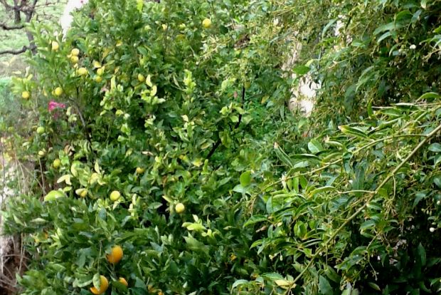 Φετινά γλυκά λεμόνια