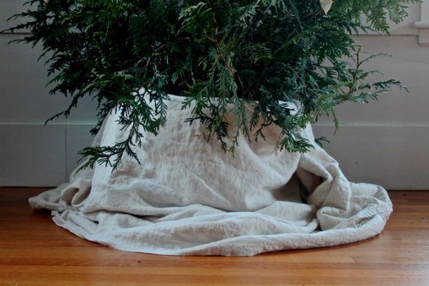 Φέτος δεντράκι σε γλάστρα, δαγκωτό!