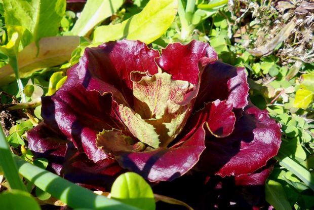 Φλεβάρης: έλα να σου δείξω το μποστάνι μου!