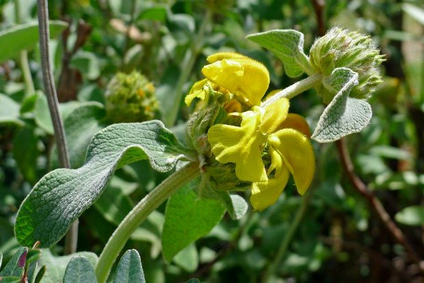Φλωμή: το κατσίκι του φυτικού βασιλείου