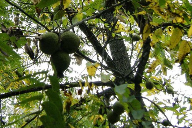 Άφοβη κι αισιόδοξη με 400 καρυδιές