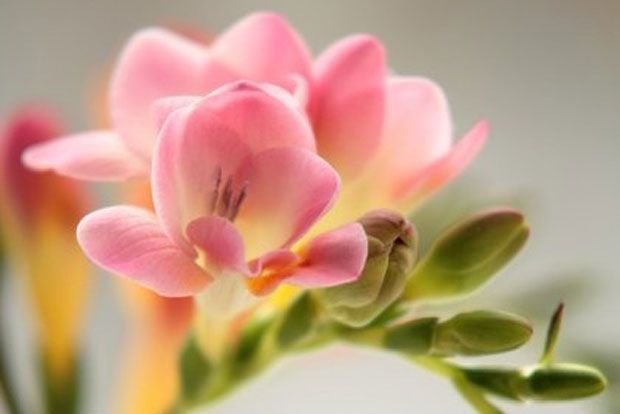 Φρέζιες ήμερες και «φυσικές»