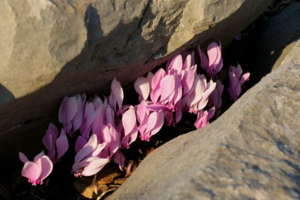 Έφτασε ο καιρός των κυκλάμινων!