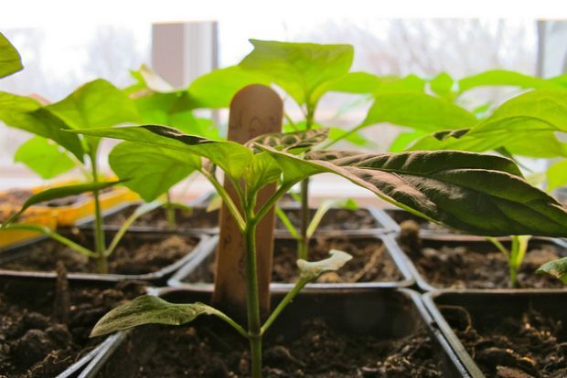 Φτιάξτε θερμοκήπιο – σπορείο