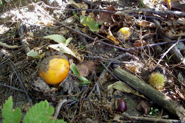 Φτωχά μου καστανάκια!