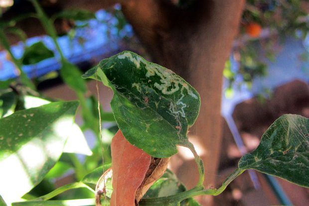 Φυλλοκνίστης, ο εχθρός των εσπεριδοειδών