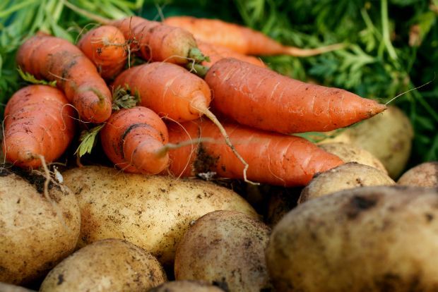 Φυσική καλλιέργεια: οι βασικές αρχές
