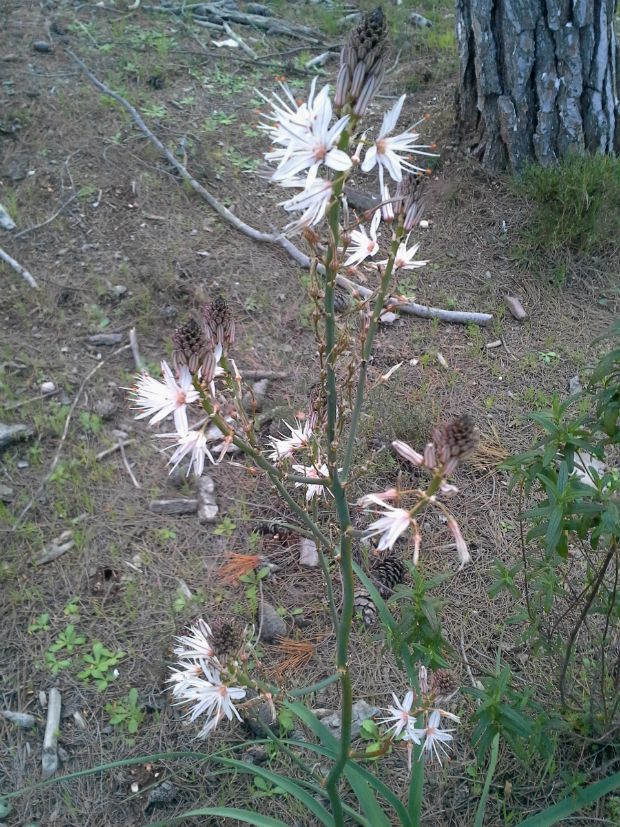 Φυτά χρήσιμα και άχρηστα: Ασφόδελοι