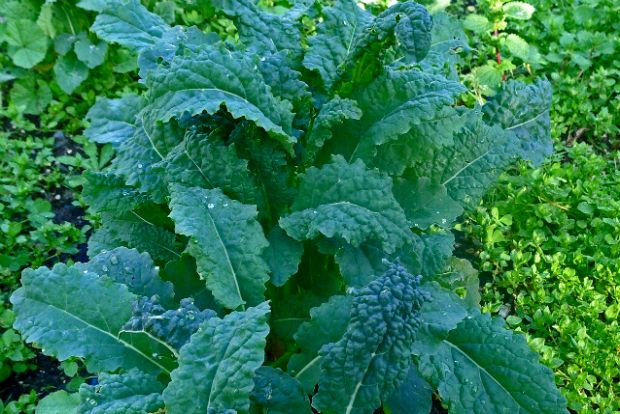 Φυτέψτε (επιτέλους) και μαγειρέψτε λαχανίδες