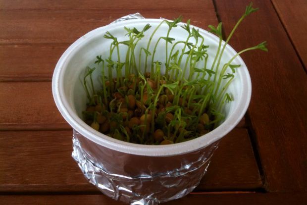 Φυτεύω: φακές και ρεβίθια