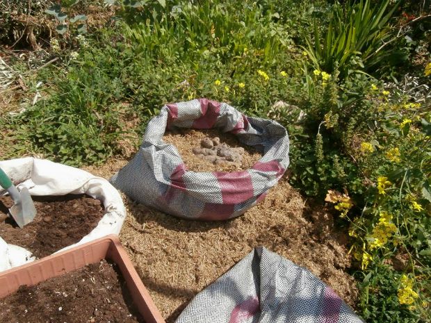 Φυτεύω στο μπαλκόνι: πατάτες στο σακί