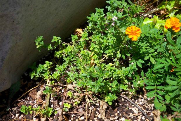 Φυτεύω βότανα: ευωδιαστό θυμάρι