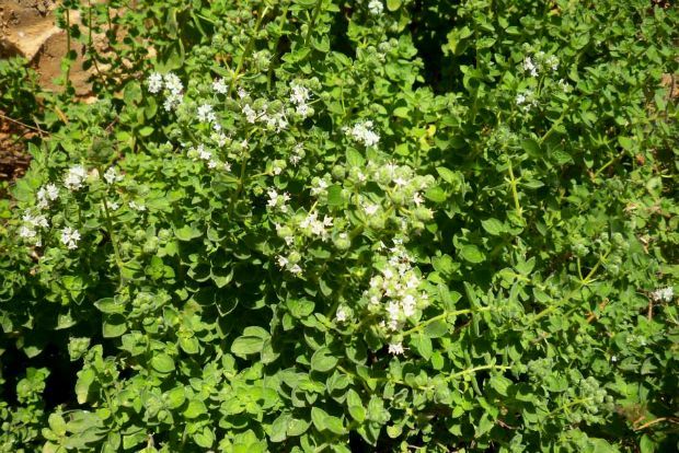 Φυτεύω βότανα: πρώτη η ρίγανη