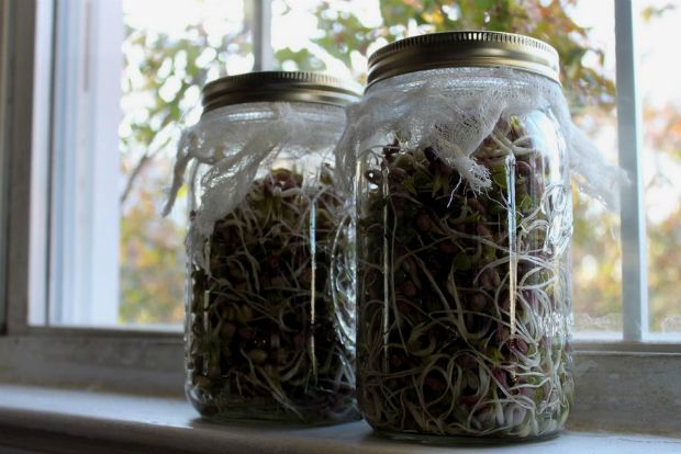 Φυτρώνουν όπου τα σπέρνεις: ακόμα και μέσα στην κουζίνα!