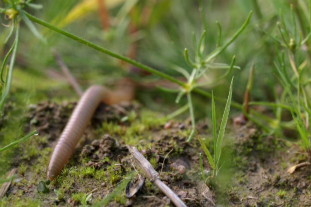 Γαιοσκώληκες, οι ακούραστοι εργάτες