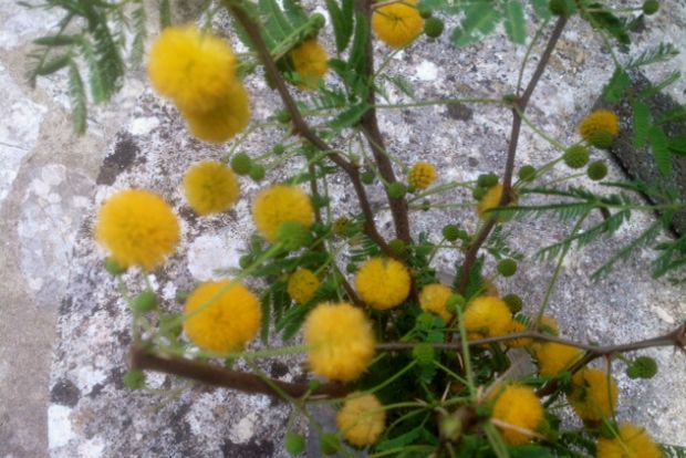 Γαζία: το άρωμα του παρελθόντος