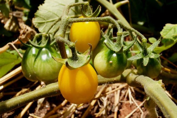 Γεμίζω το καλάθι μου με τη σοδειά του Ιουλίου