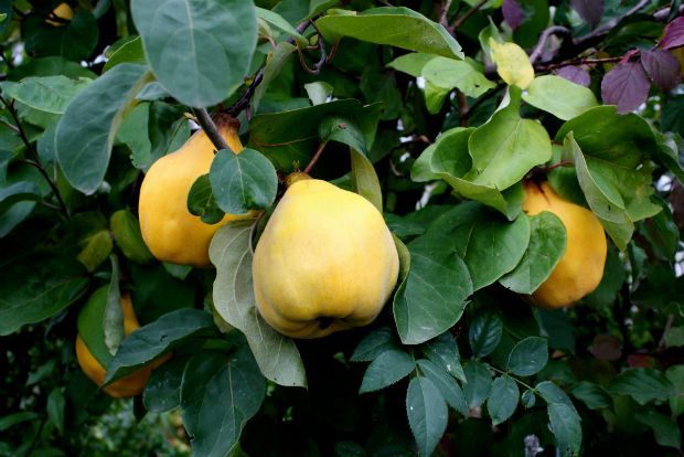 Γεωπόνε, γιατί σαπίζουν τα κυδώνια;