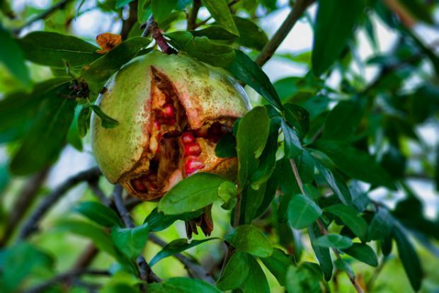 Γεωπόνε, γιατί σκάνε τα ρόδια;